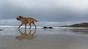 Gobhlan Taighe Self Catering Cottage Arisaig