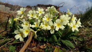 Gobhlan Taighe Self Catering Cottage Arisaig